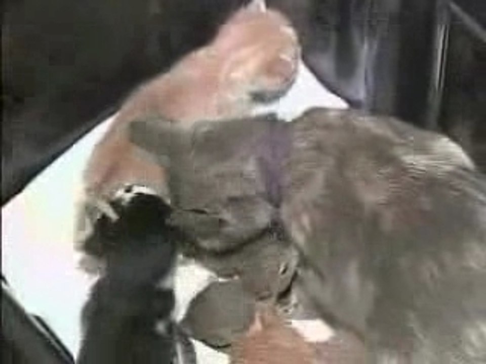 Chat et écureuil  (trop mignon ^^)