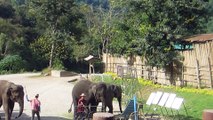 AU CAMP DES ÉLÉPHANTS DE CHIANG MAI (THAÏLANDE) LE 29 NOVEMBRE 2015