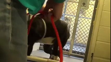 Quelle est la réaction d'un chien quand il se fait adopter ?