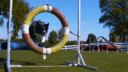World's Most Amazing Dogs in Super Slow Motion! Incredible Dog Challenge