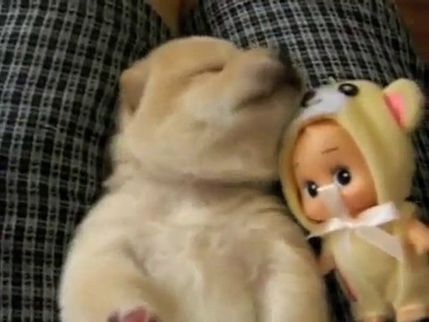 Munis, sevimli hayvanlar