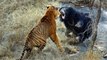 Monkey vs. Tiger Animal Fight