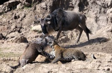 Leoparın Müthiş Avı! Bir Anda Boğazına Sarılıp Öldürdü