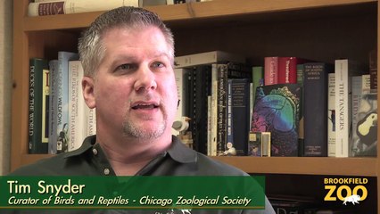 Brookfield Zoo Staff Handrears Micronesian Kingfisher Chick