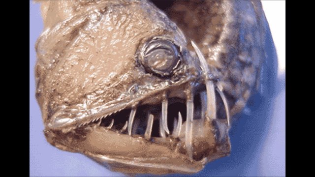 Viperfish Horrible Deep Sea Creatures