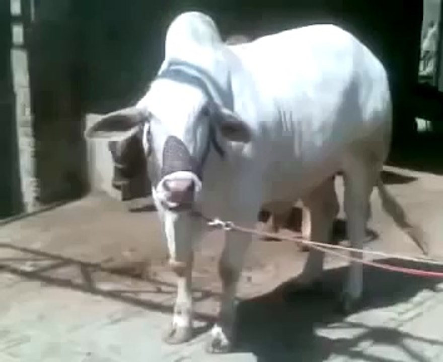 Most Beautiful Cow