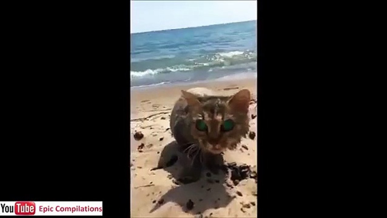 youtube video divertenti gratis gatti divertenti 15