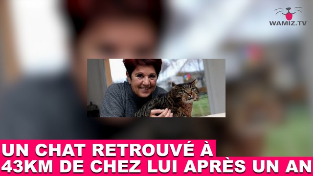 Un chat retrouvé à 43 km de chez lui un an après sa disparition. L'histoire dans la minute chat #85