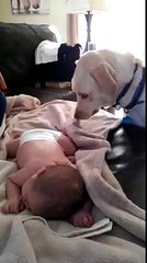 Dog covers sleeping baby up