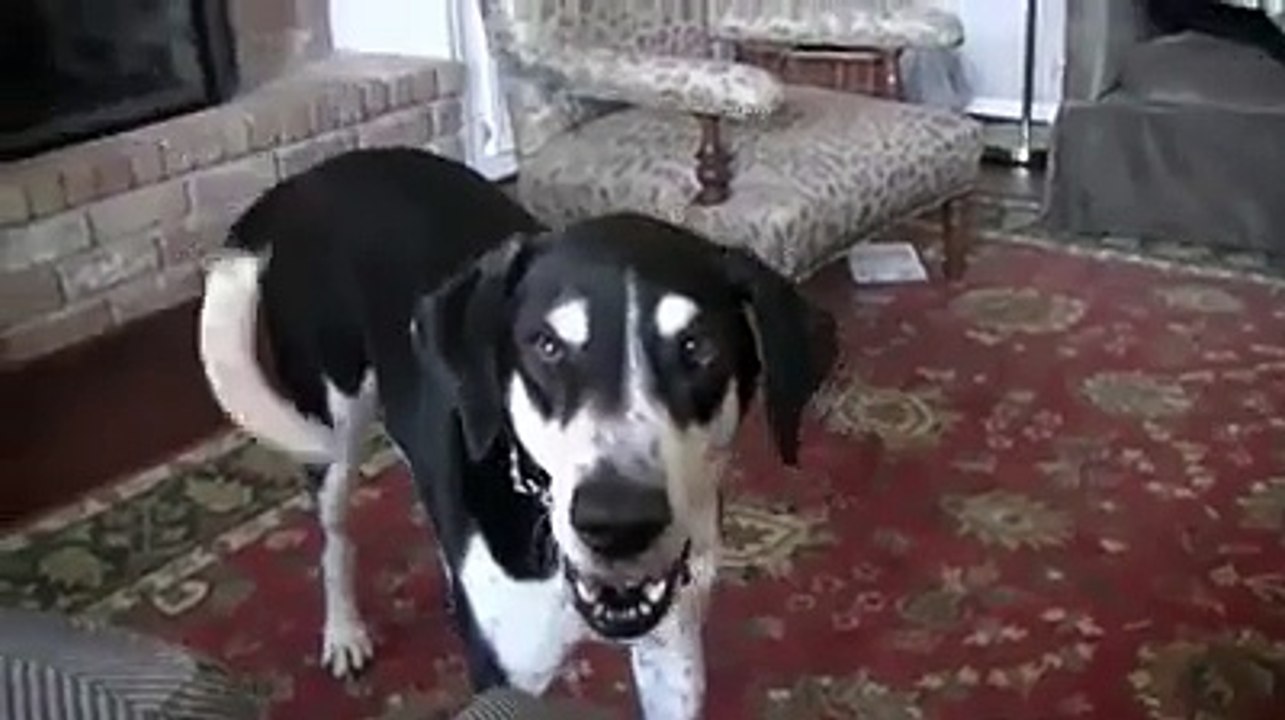 Dog wants a kitten!