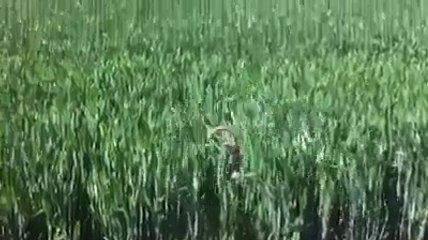 The happiest dog ever!