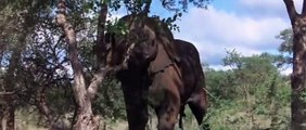 African Animals Getting Drunk From Ripe Marula Fruit