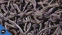 Thousands of Baby Snakes! SnakeBytesTV - Ep. 404 : AnimalBytesTV