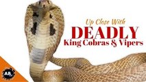 Up Close With Deadly King Cobras & Vipers! CrittaCam - Ep. 57 : AnimalBytesTV