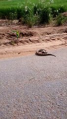 Policial toma susto ao tentar capturar cobra em rodovia