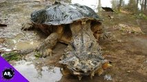 Why Are Turtles Living Tanks? 5 Weird Animal Facts - Ep. 40 : AnimalBytesTV