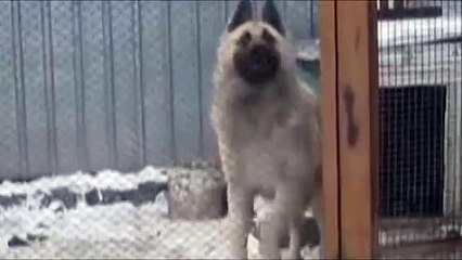 Танцующая собака бьет все РЕКОРДЫ, МЕГА прикол))