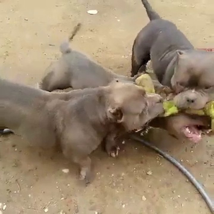 PitBul Playing