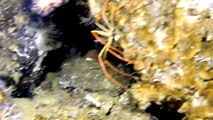 Antarctique : d’énormes araignées de mer intriguent les scientifiques