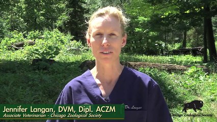 Wolf Pups First Wellness Exam