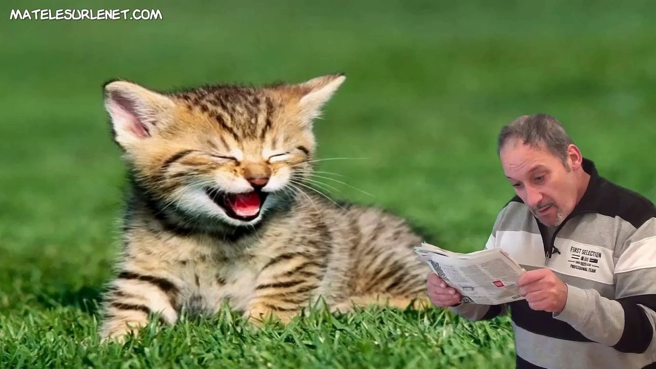 Le chat  perdu - retrouvé