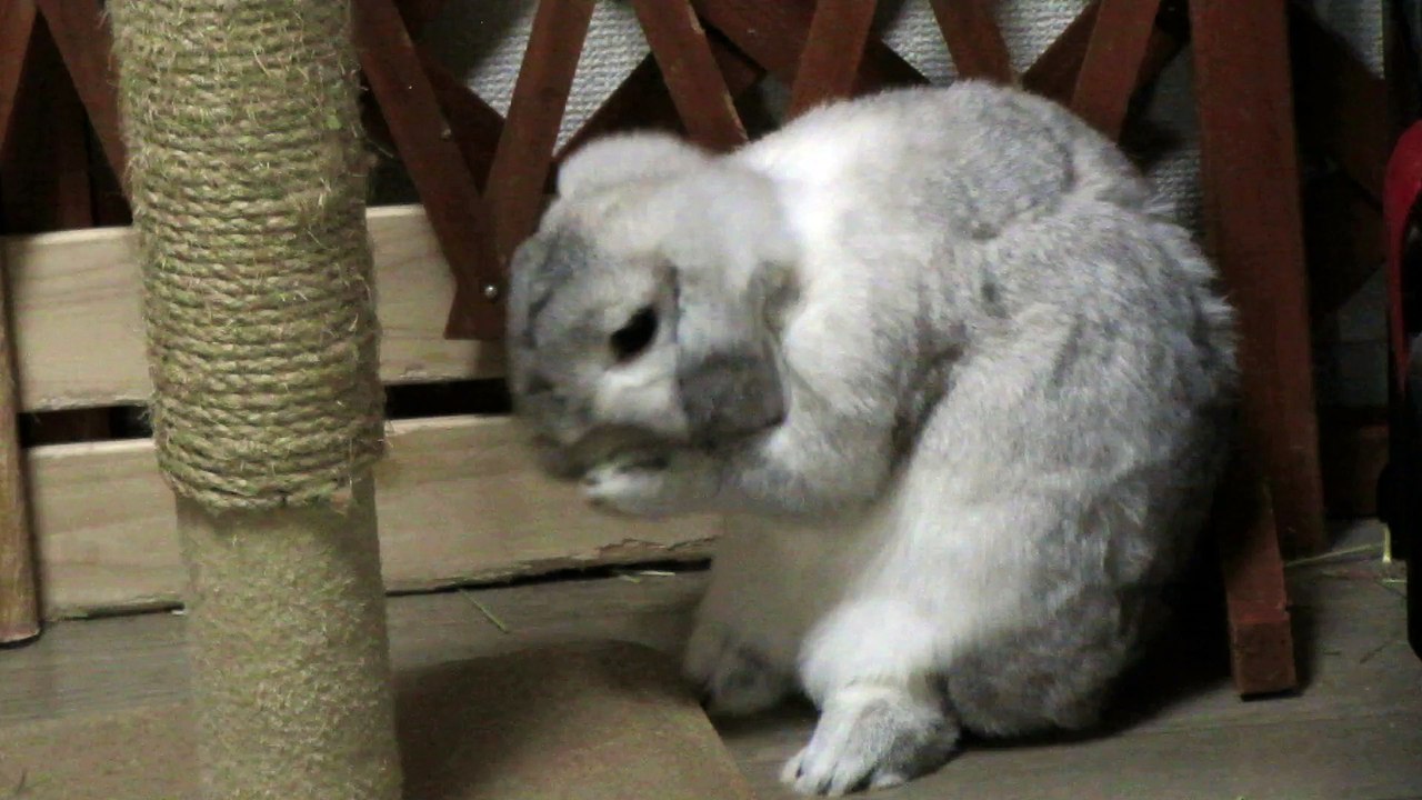 ロップイヤーの毛繕い