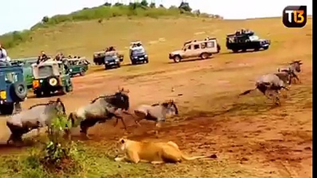 The difference between a male and a female, at the time to decide when and how to hunt their prey.