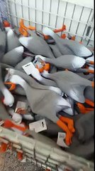 Duck Army GOES VIRAL