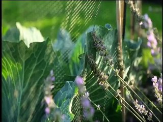 Jardin des delices (1/4) - Printemps