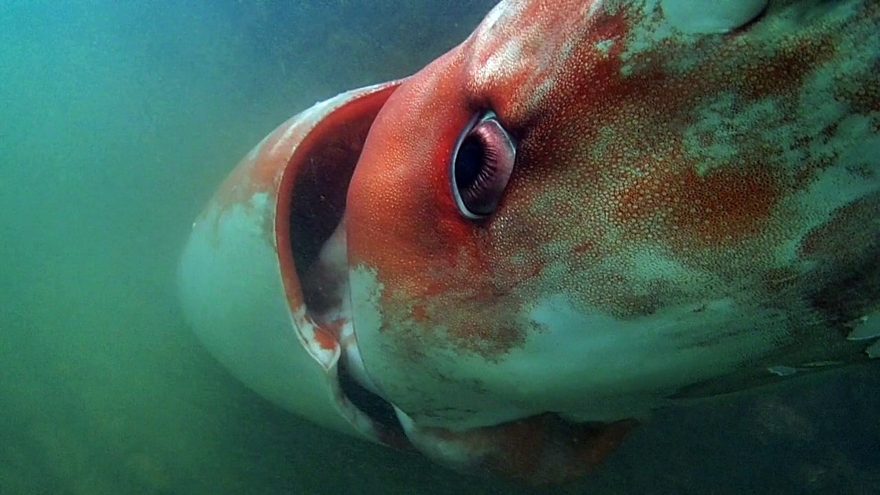 Seltener Riesenkalmar verirrt sich in japanischen Hafen