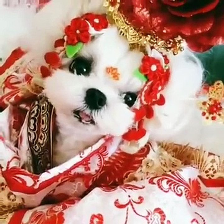 cute dog 2016