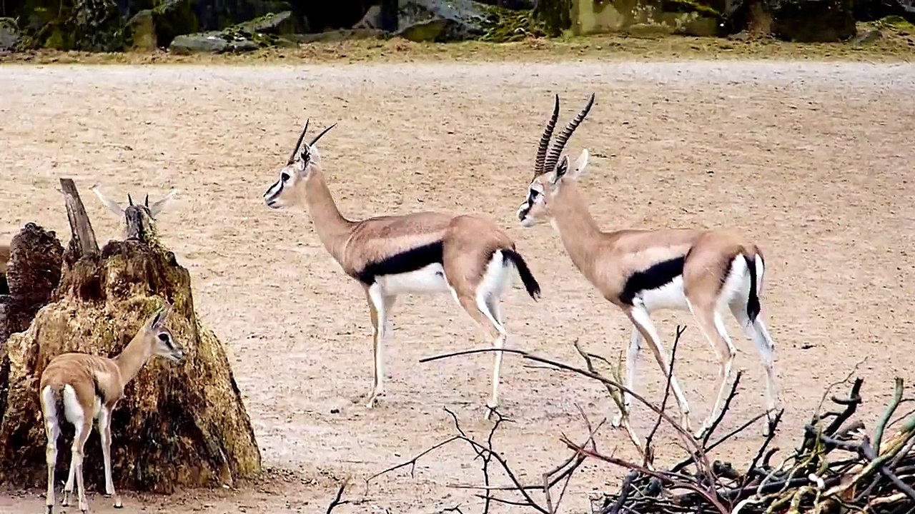 Thomson´s Gazelle Paarung-Mating 2015
