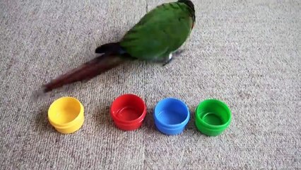 Kuş beyinli demeden önce 1 kez daha düşünün