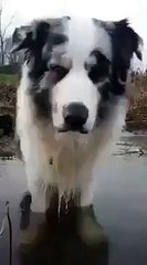 Un chien tout mignon montre comment faire des bulles avec son nez