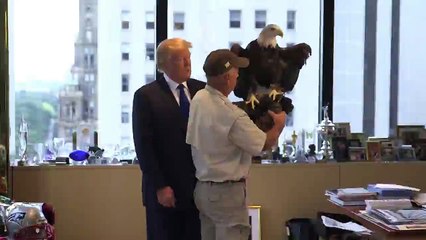 Donald trump attacked by a bald eagle