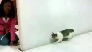 cat Funny Video