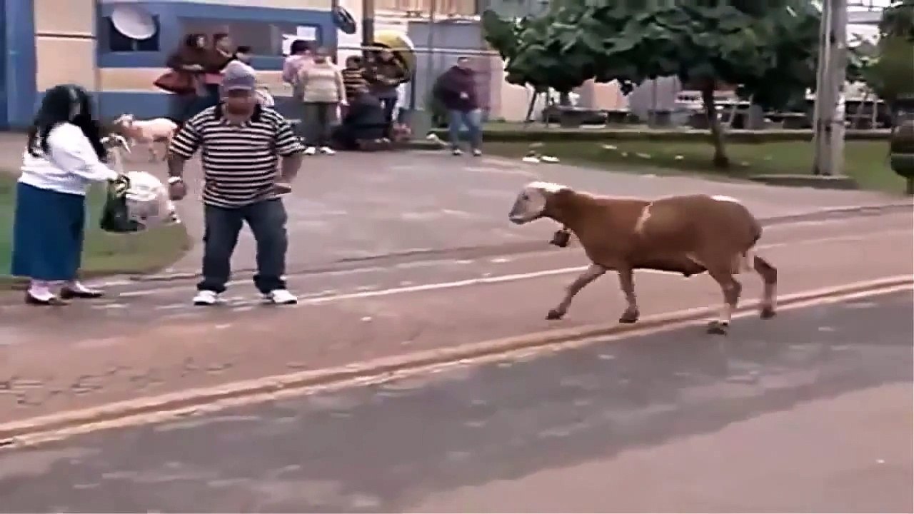 VIDEOS CHISTOSOS Y GRACIOSOS   CABRA LOCA SUELTA