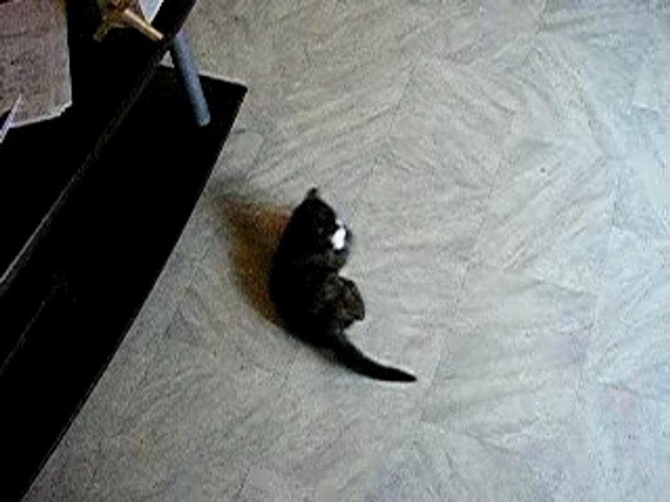pauvre souris...lol