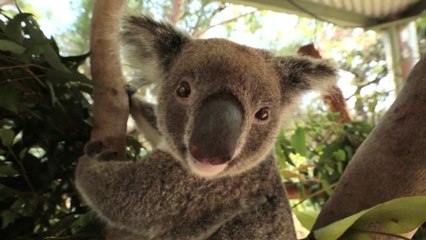 Australian Animals We Love: The Roundup