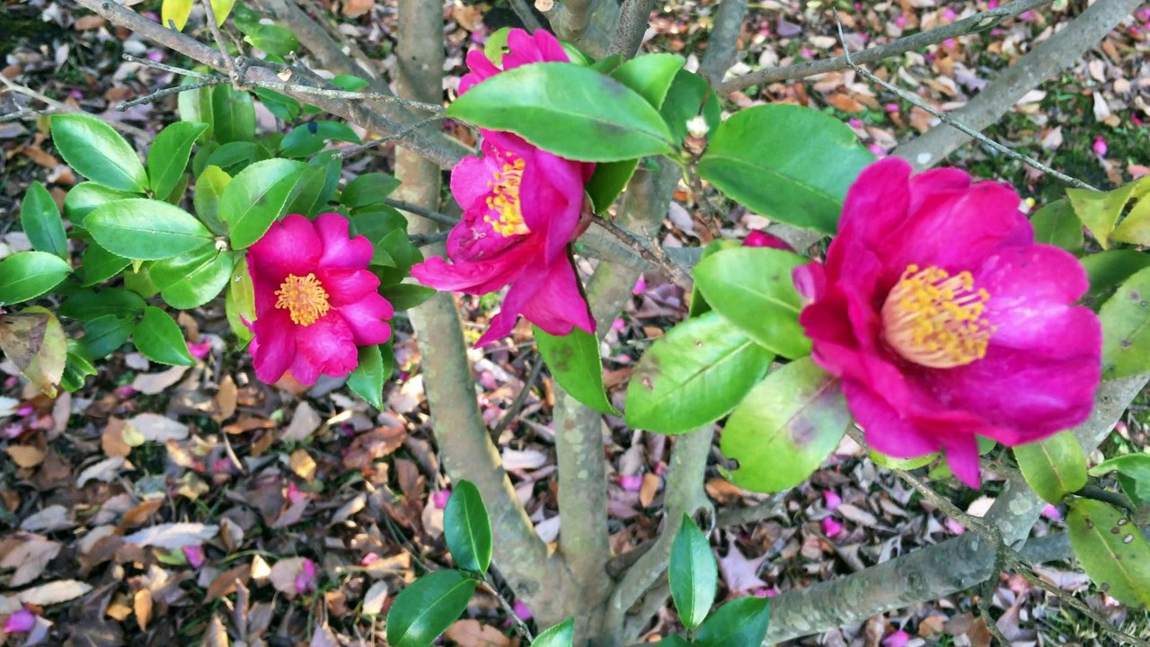 椿　星野富弘さんのイマージュに寄せて。文屋知明師のオルガンの作曲から。