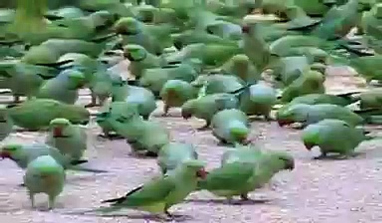 Amazing Pakistani Video Ever