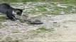 Animal Fight: Cat vs Snake. This is what goes on in this planet, big and small cats, anima