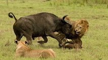 [Nat Geo Wild HD] Wild Botswana: Lion Brotherhood HD (Nature Documentary)