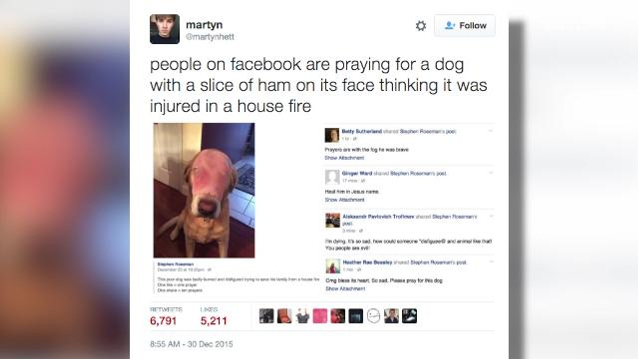 Internet freaks out over photo of dog with ham on its face