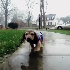 Home after a walk in the rain