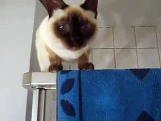 The best of 2016 The FUNNY cat FAILS 2014 funny videos clips FUNNY ACCIDENT VIDEOS Funny cat falling cat fail funny