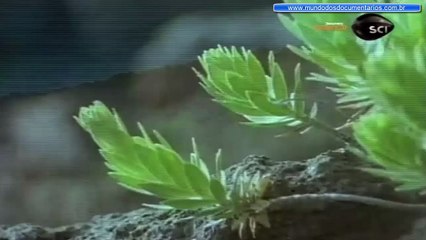 Ciência do Impossível - EP01 Aliens Onde Estão