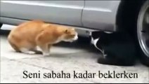 The best of 2016 Karı-Koca Kedinin Mart Kavgası - D - Cat Yelling and Bullying