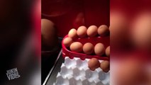 Chicken Laid an Abnormally Large Egg | Whats Inside?