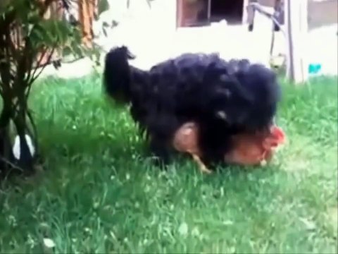 Забавный секс животных.